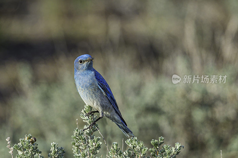 山蓝知更鸟(Sialia currucoides)是一种小型迁徙画眉，发现于北美西部山区。马勒尔国家野生动物保护区，俄勒冈州。雀形目,鸫科。男性。